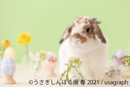 「うさぎしんぼる展 春 2021」、名古屋にて開催…4月24日～5月16日 画像