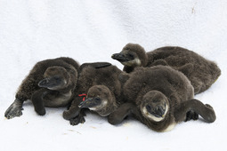 アドベンチャーワールドで4羽のケープペンギンの赤ちゃんが誕生 画像