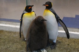 アドベンチャーワールド、2年連続キングペンギンの人工授精に成功 画像