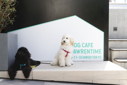 愛犬が主役のドッグカフェ「Dog Cafe Pawrentime」、東京・広尾にオープン 画像