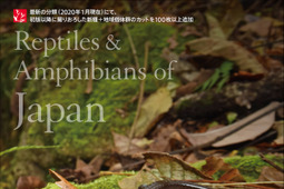 誠文堂新光社、「増補改訂 日本の爬虫類・両生類 生態図鑑」を刊行 画像