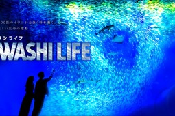 アクアワールド茨城県大洗水族館、約1万5000匹のイワシが力強く群れ動く「IWASHI LIFE」を開催【※開催延期※】 画像