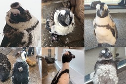 京都水族館、「ペンギン換羽コレクション2021」を開催…5月15日～7月31日 画像