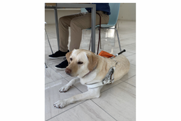 日本盲導犬協会、2020年度盲導犬ユーザー受け入れ拒否の実態を報告…事業者向けオンラインセミナー開催中 画像