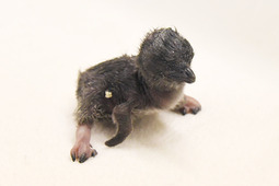 アドベンチャーワールドでフェアリーペンギンの赤ちゃんが誕生…同園初 画像