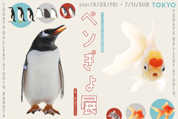 ペンギンと金魚の合同写真展・イラスト物販展「ペンぎょ展 2021」、東京と名古屋で開催 画像