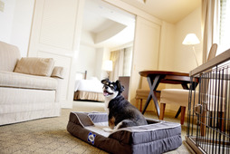 都ホテル 岐阜長良川、愛犬と過ごす「ドッグステイプラン」を発売 画像