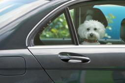 “エアコンつければ大丈夫”は誤解…真夏の車内にペットを残す危険性と対策 画像
