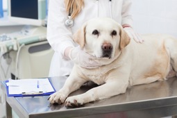 犬の「混合ワクチン」は年に1回で大丈夫？ vol.2…副作用のリスクと安全な接種 画像