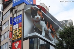 リアルな巨大三毛猫あらわる！ 新宿駅前の3D広告ビジョン 画像