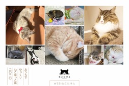 “寝ている猫”ばかりを集めた「WEBねこにすと～ねこ寝っこ篇～」開催 画像
