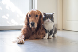 マダニが媒介する致死率の高い感染症が拡大…ペットの犬・猫にも用心 画像