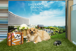 マリオット・インターナショナル、3つのホテルで愛犬と一緒に宿泊できるステイケーションパッケージを提供 画像