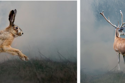 WWFジャパン、トルコおよびギリシャの山火事で被害を受けた野生動物を救うため募金窓口を開設 画像
