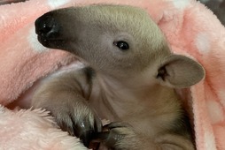 ミナミコアリクイの赤ちゃん誕生、名前は「イク（育）」に決定…伊豆シャボテン動物公園 画像