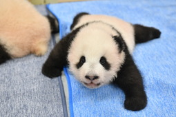 パンダの赤ちゃん、歯が生えて動きも活発に…音慣れの練習中 上野動物園 画像