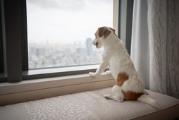 マンダリン オリエンタル 東京、愛犬と宿泊可能なサービスを開始 画像
