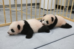双子パンダの名前決定、込められた意味は…2022年1月に公開予定 上野動物園 画像