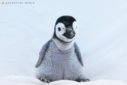 エンペラーペンギンの赤ちゃん、自然育雛に向けて親鳥のもとへ…アドベンチャーワールド 画像