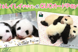 「シャオシャオ&レイレイ」オリジナルデザインQUOカードPay発売…上野動物園の双子パンダ誕生記念 画像