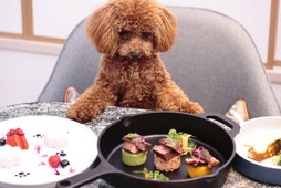 ヒルトン名古屋、獣医師監修の犬用コースメニューの提供を開始…11月1日から 画像