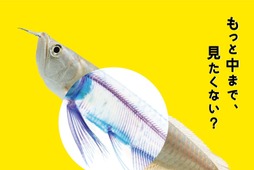 サンシャイン水族館、「スケ・ボーン展～meets カメの甲羅はあばら骨～」をリニューアル…11月11日から 画像