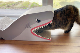 サメ型爪とぎやマタタビが入った動く魚のぬいぐるみ…コメリオリジナルの新猫用アイテム発売 画像