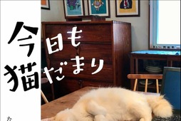 猫ぐらしフォトエッセイ『今日も猫だまり』、KADOKAWAより刊行 画像