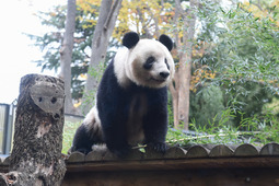 パンダのシャンシャン、2022年6月末まで返還期限が延長に…上野動物園 画像