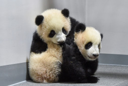 双子パンダのシャオシャオとレイレイ、観覧申し込みは12月21日13時より受付…上野動物園 画像