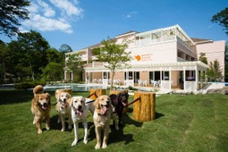 愛犬と泊まれるホテル1位は？ 「愛犬と一緒に過ごせる場所の範囲」が選ぶ時のポイント…ルーティングシステムズ調べ 画像