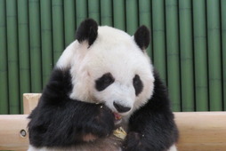 パンダ・タンタンの返還が22年12月末まで延長に、病状を考慮…神戸市立王子動物園 画像