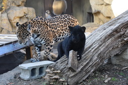 ジャガーの双子の赤ちゃん誕生、一般公開と名前投票をスタート…神戸市立王子動物園 画像