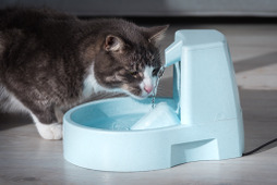 シニア猫の多飲多尿は病気のサインかも…症状や治療方法は？ 画像