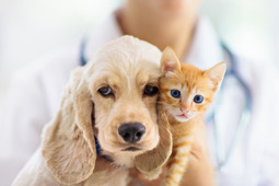 アイペット損保、ペットの支出に関する調査を実施…病気や怪我の診療費により4人に1人が支出増加と回答 画像