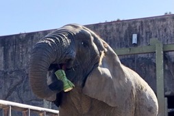 東武動物公園、動物たちの無病息災を願い節分イベントを開催…ゾウに恵方巻き、サルに豆をプレゼント 画像