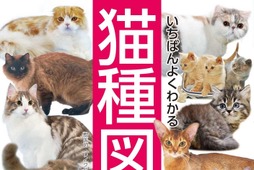 『いちばんよくわかる猫種図鑑 日本と世界の60種』刊行…日常のケアや豆知識も紹介 画像
