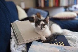 猫関連の本、約130点を紹介…楽天ブックスにて「ねこフェア 2022」開催 画像