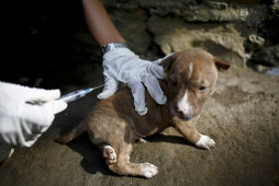 愛知県で狂犬病発症を確認、国内では14年ぶり…海外での感染に注意、愛犬には予防接種を 画像