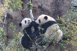 木登りも上手になった！ 双子パンダのシャオシャオとレイレイ…上野動物園 画像