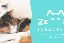 眠る猫の写真や映像を投稿して保護猫支援、「とろねこチャレンジ」第3弾…4月30日まで 画像