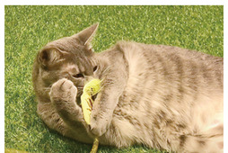 猫用おもちゃ「ねこモテ」シリーズ新発売…アース・ペット 画像