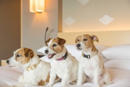 ザ・キャピトルホテル 東急、愛犬と過ごせる「ドッグフレンドリー宿泊プラン」をリニューアル 画像