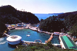 下田海中水族館、55周年記念企画を実施…夢を叶える企画やクイズ大会など 画像