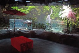 カワスイ「水族館でお花見」イベント開催中…4月17日まで 画像