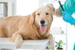 犬の飼育者にアンケート、64.0％が耳の病気を患っていると回答…イオンペット 画像
