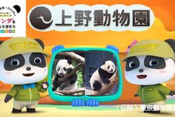シャオシャオとレイレイの成長記録を収めたコラボ動画が公開…ジャパンベビーバス×上野動物園 画像