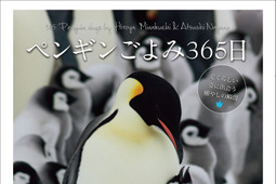 世界18種のペンギンたちの暮らしを収めた「ペンギンごよみ365日」刊行… 6月15日 画像