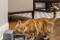 「ペットセーフ」ブランドの愛犬愛猫用自動給水器を発売…レンジャース 画像