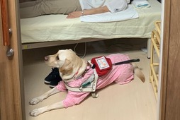 日本盲導犬協会、盲導犬ユーザー受け入れ拒否の実態を報告 画像